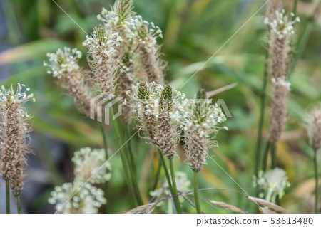 長葉車前 53613480