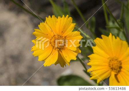 黃波斯菊 黃波斯菊 53613486