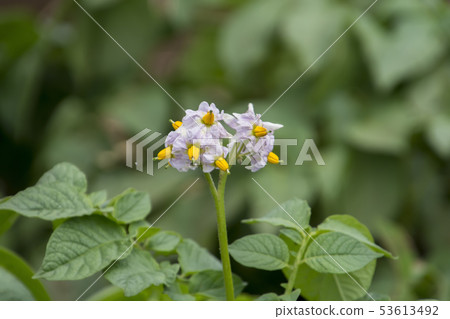 馬鈴薯花 馬鈴薯花 53613492