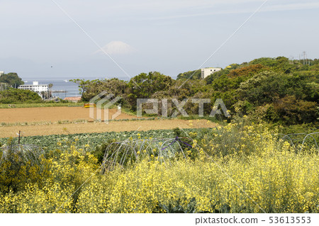 Field (early summer) 53613553