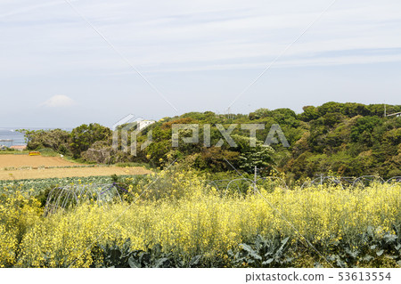 Field (early summer) 53613554