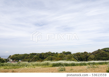 Field (early summer) 53613559
