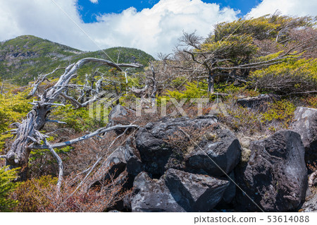 Tsuboiwa自然花園:Kita Yatsugatake Ropeway Chino City Tsuboiwa自然花園:Kita Yatsugatake Ropeway Chino City 53614088