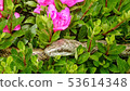 Azalea and bluefish show 53614348