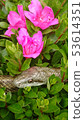 Azalea and bluefish show 53614351