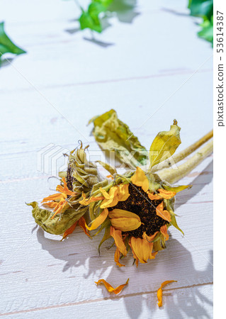 枯萎的向日葵花 53614387