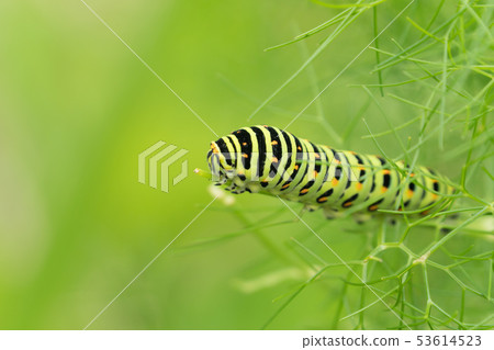 The larva of the yellowfin tuna 53614523