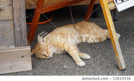 Michi no Eki“”夢想和房子“”貓 53614536