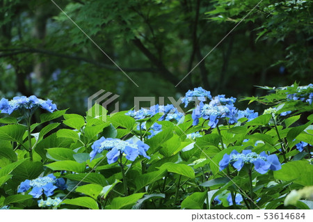 Hydrangea Hydrangea 53614684