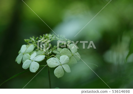 Hydrangea Hydrangea 53614698