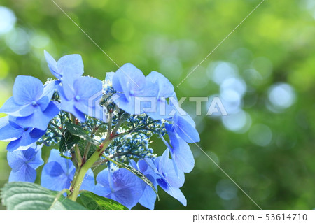 Hydrangea Hydrangea 53614710