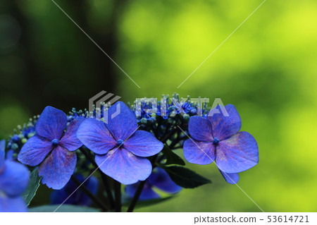 Hydrangea Hydrangea 53614721