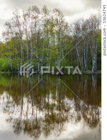 spring grove of trees flooded during high water 53614745