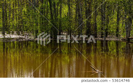 spring grove of trees flooded during high water 53614746