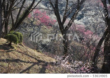 筑波山的梅花節 筑波山的梅花節 53614905