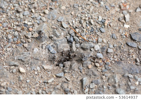 Ants go out of the ant nest on asphalt 53614937