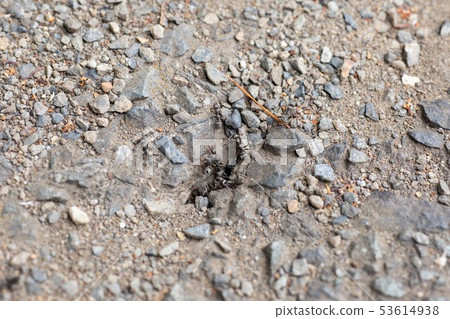 Ants go out of the ant nest on asphalt 53614938