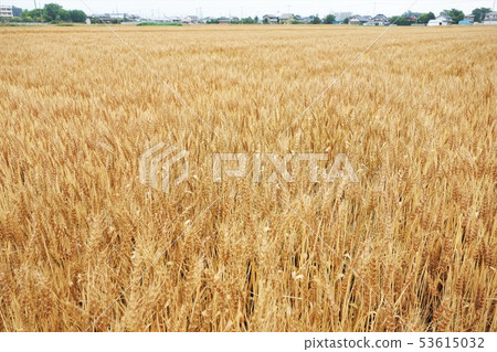 Wheat field 53615032
