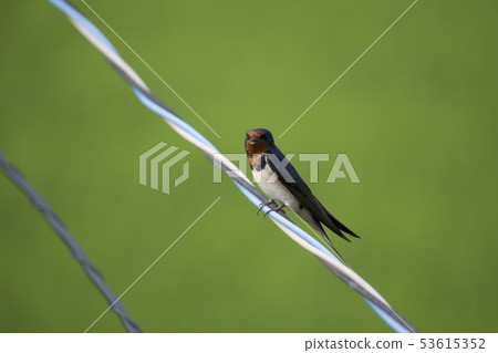 Swallow Swallow 53615352