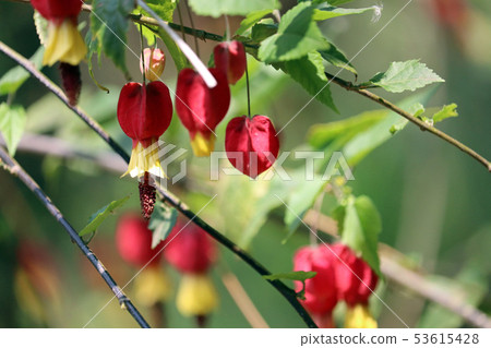 Ukitsuriboku flower Ukitsuriboku flower 53615428