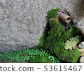 苔蘚和水 53615467