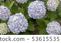繡球花02 53615535