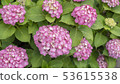 繡球花04 53615538