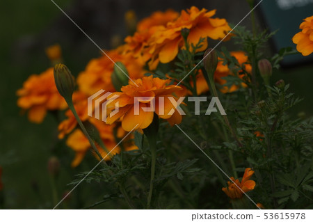 Marigold  53615978