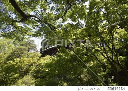 Blue maple's Tsutenbashi Blue maple's Tsutenbashi 53616284