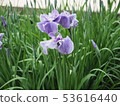 Iris 53616440