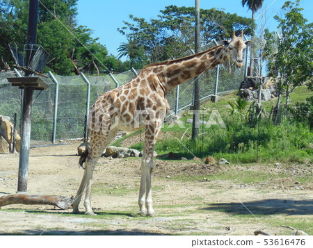 長頸鹿在動物園裡 長頸鹿在動物園裡 53616476