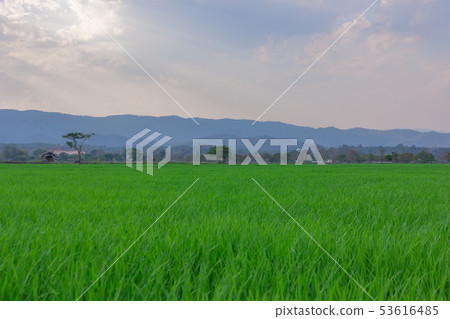 Landscape of Green rice field with mountain Landscape of Green rice field with mountain 53616485