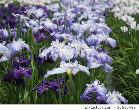 Iris Iris 53616489