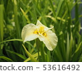 Iris 53616492