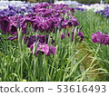 Iris 53616493