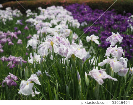 鳶尾花 53616494