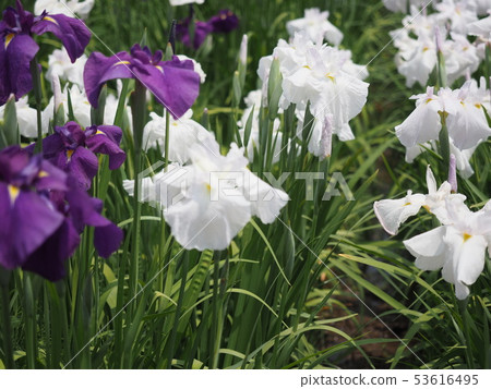 鳶尾花 53616495
