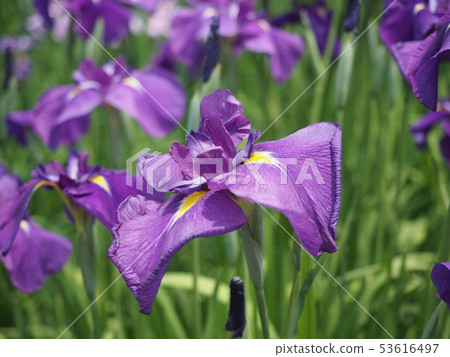 Iris Iris 53616497
