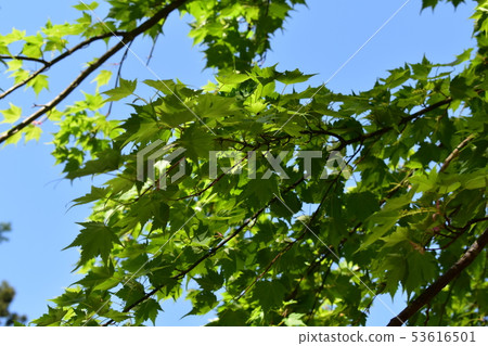秋葉涼快的樹蔭在藍天下 53616501
