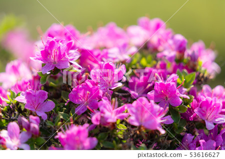 Miyama Kirishima盛開 Miyama Kirishima盛開 53616627