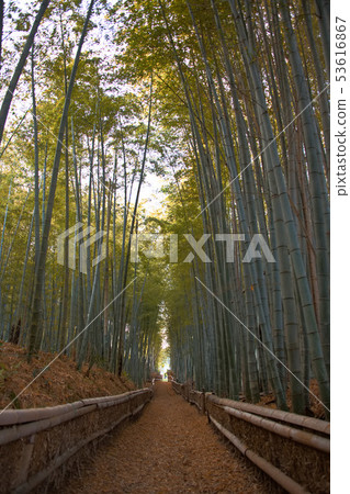 Bamboo forest of Oharano Shrine 53616867