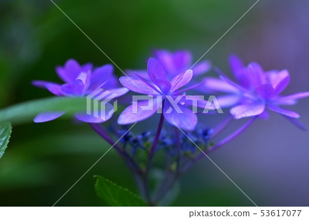 Seven flowers Seven flowers 53617077