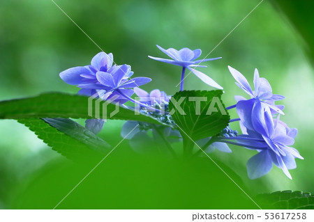 七朵花 七朵花 53617258