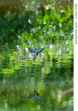 The kingfisher who dives The kingfisher who dives 53617299