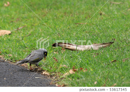 Noisy Miner, Manorina melanocephala, on grass 53617345