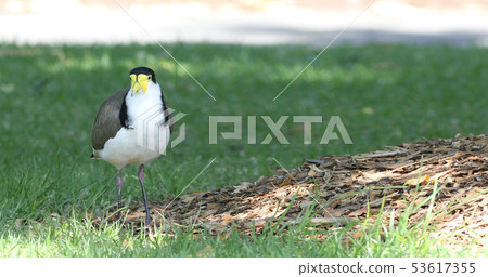 Close view Masked Lapwing, Vanellus miles Close view Masked Lapwing, Vanellus miles 53617355