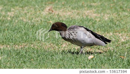Male Australian Wood Duck, Chenonetta jubata 53617394