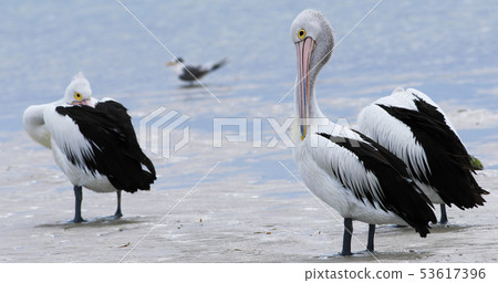 Australian Pelican, Pelecanus conspicillatus, Australian Pelican, Pelecanus conspicillatus, 53617396
