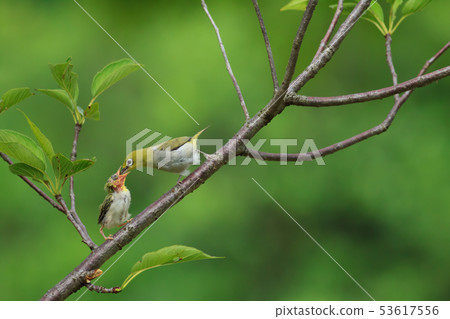 綠繡眼,育雛,親情 53617556