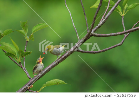 綠繡眼,育雛,親情 53617559